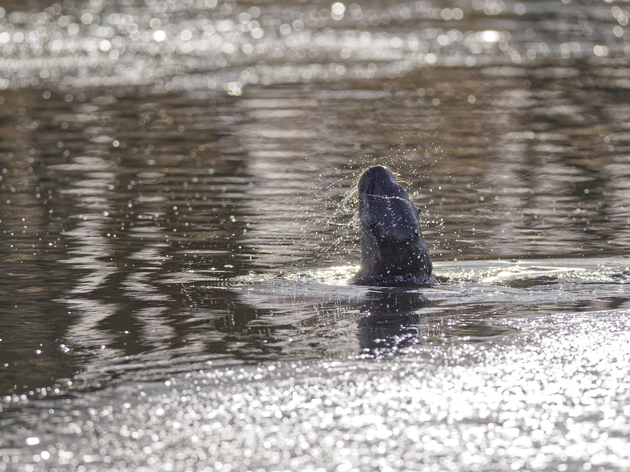 Winter am Allerkanal