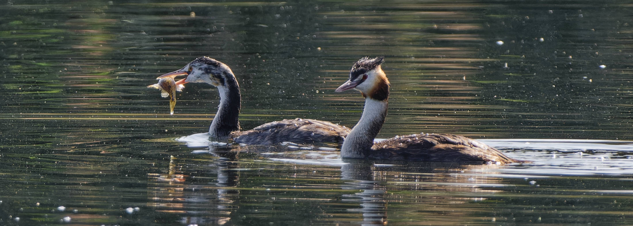 Winter am Allerkanal