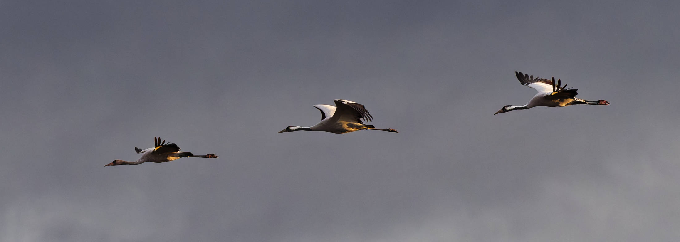 Winter am Allerkanal