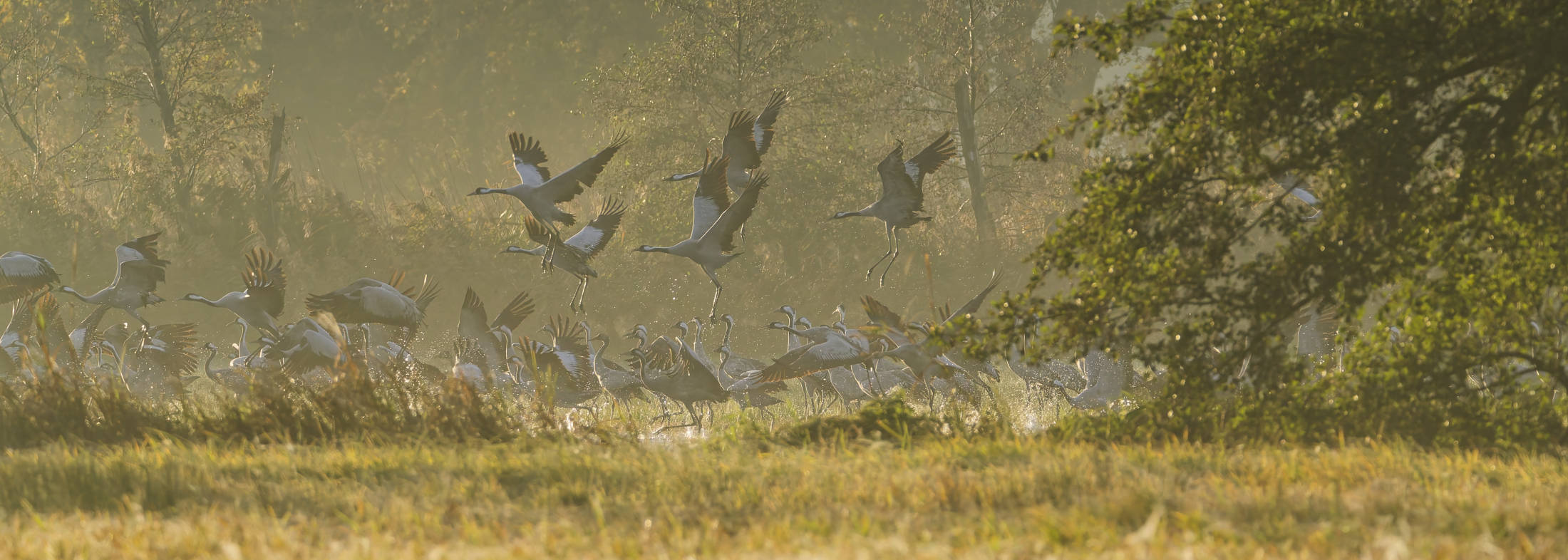 Winter am Allerkanal