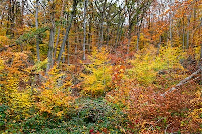 N1006123_Artikel.jpg